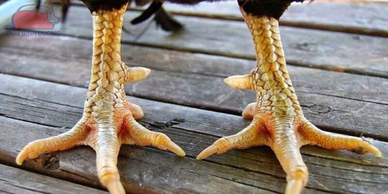Cách xác định vảy gà chọi dựa trên cấu trúc chân