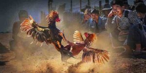 Đặc Điểm Đá Gà Cựa Sắt Miền Tây Và Những Điều Cần Biết