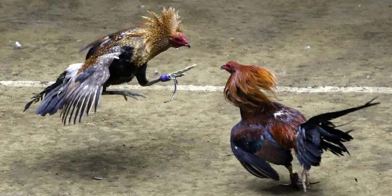 Có những hình thức đá gà nào?