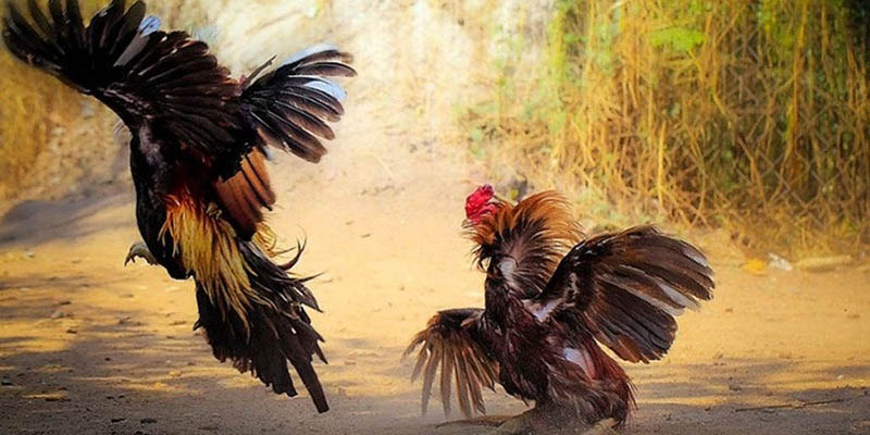 Những đặc điểm nổi bật của đá gà Thomo 88