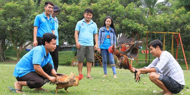 Quy trình tổ chức một trận đấu đá gà miền Bắc