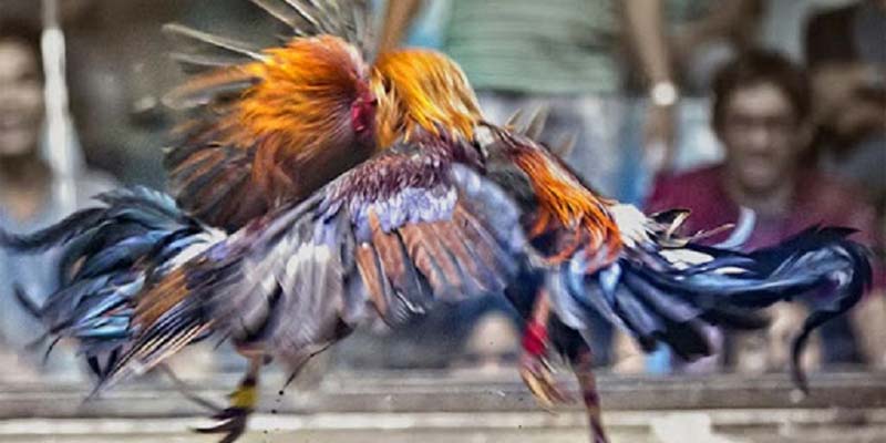 Các quy định cơ bản trong luật đá gà miền Bắc