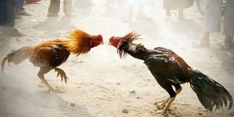 Luật Đá Gà Miền Bắc Và Những Quy Định Cơ Bản Cần Biết