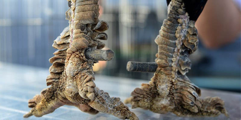 Vảy phủ địa trong chăn nuôi gà chọi